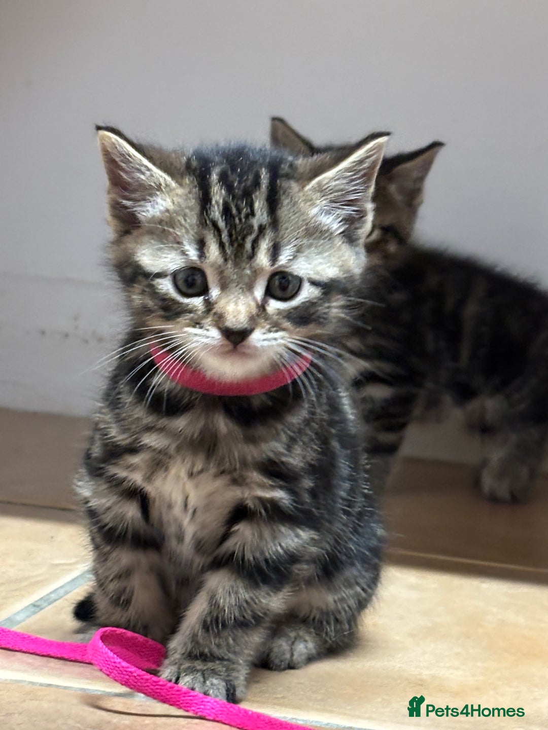 British Shorthair cats for sale: Kittens for sale - Advert 11