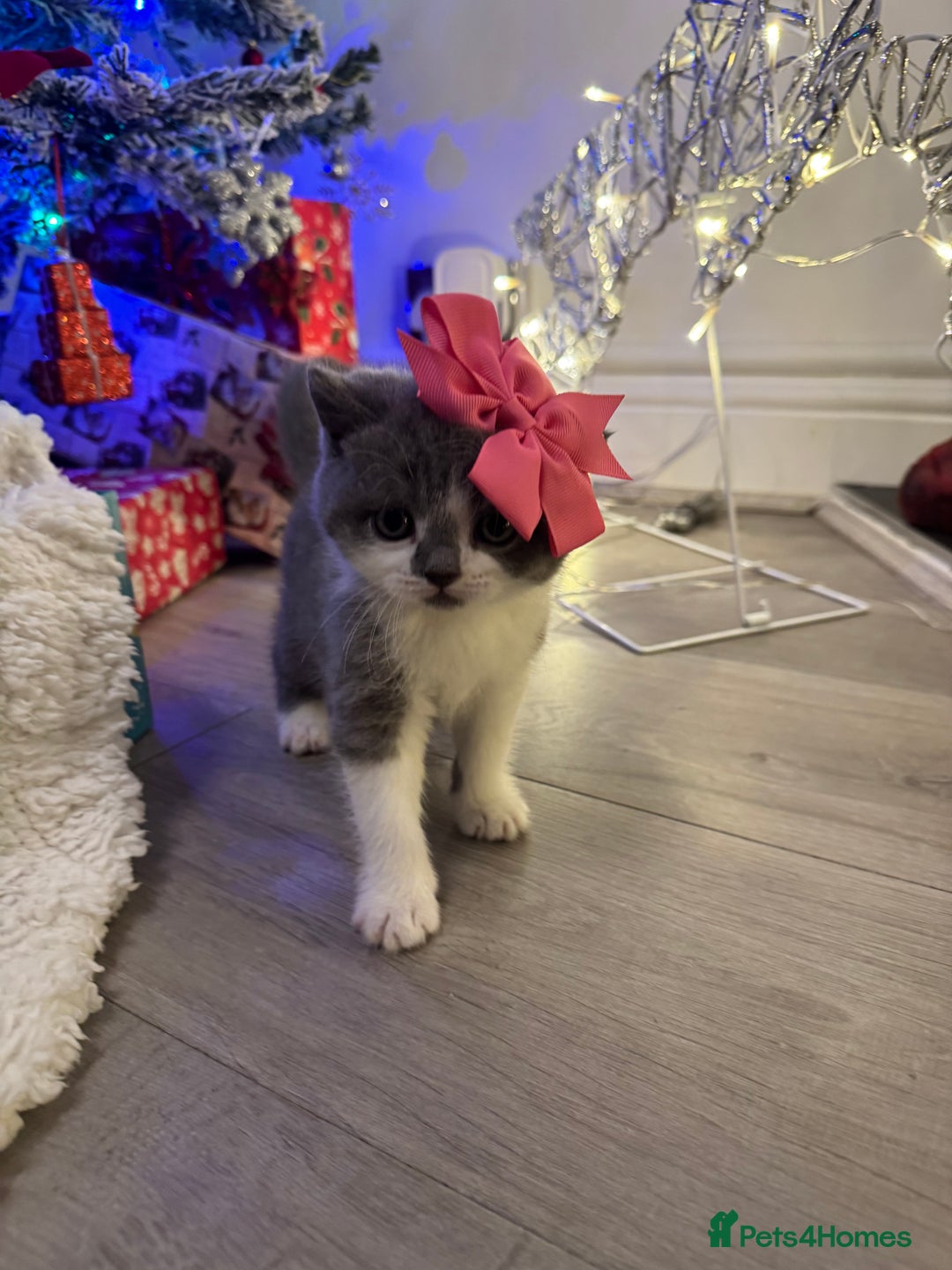 British Shorthair cats for sale: British short hair - Advert 13