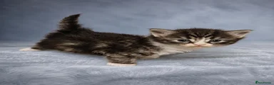 Siberian 2-Cloud