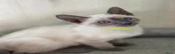 Siamese cats for sale: GCCF Registered Traditional Siamese Kittens  - Advert 12