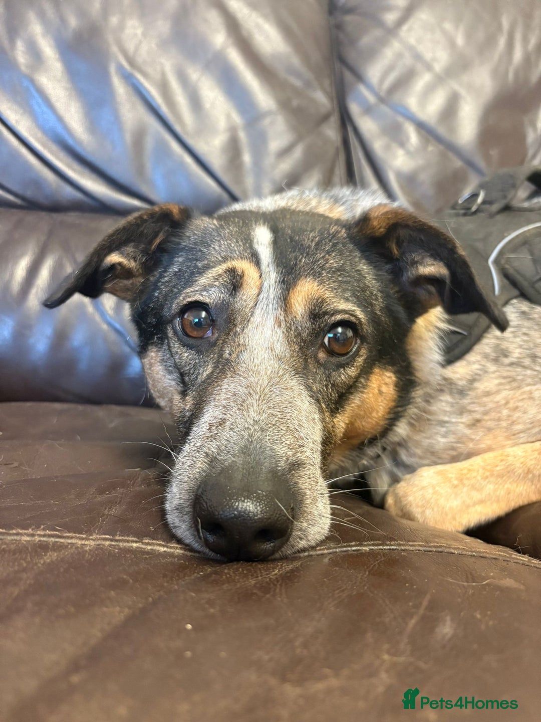 Mixed Breed dogs for adoption: Sweet Cindy 💖 Shy, Clever & Learning to Trust - Advert 2