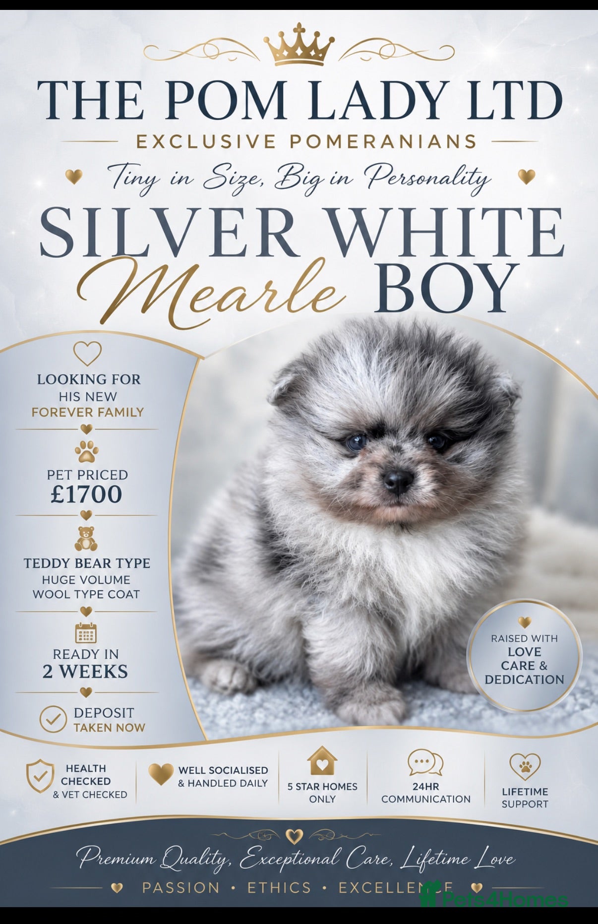 Pomeranian dogs 🧸 TOP QUALITY POM PUPPIES 🧸 - Advert 8