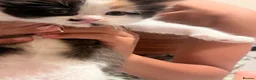 Ragdoll cats for sale: Ragdoll/Persian cross - 4 beautiful kittens - Advert 9