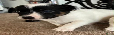 Jack Russell 2