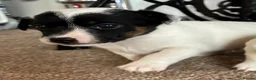Jack Russell dogs for sale: Beautiful Jack Russell puppies  in Reading - Advert 4