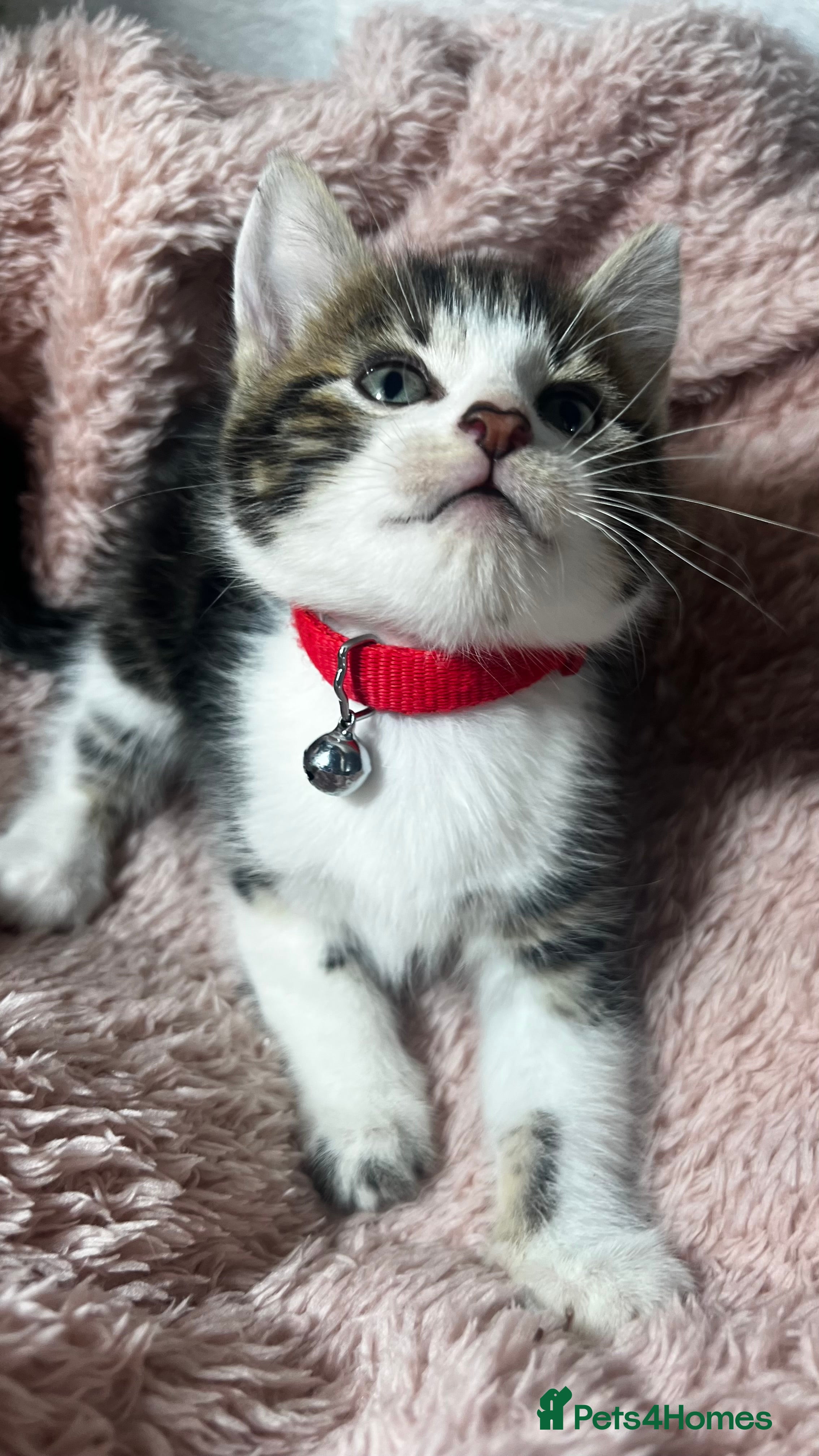 Domestic Shorthair cats Ready to reserve Tiger print bengals😍 - Advert 3