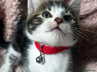 Domestic Shorthair cats Tuxedo crossed tiger bengals😍 - Advert 2