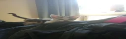 Mixed Breed cats for sale: Cats for adoption! - Advert 10