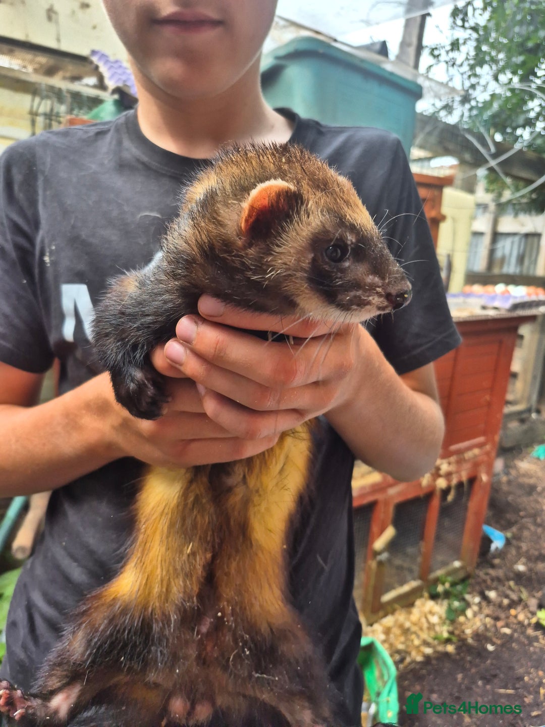 Ferret rodents for sale: Eu polcat for sale  - Image 2