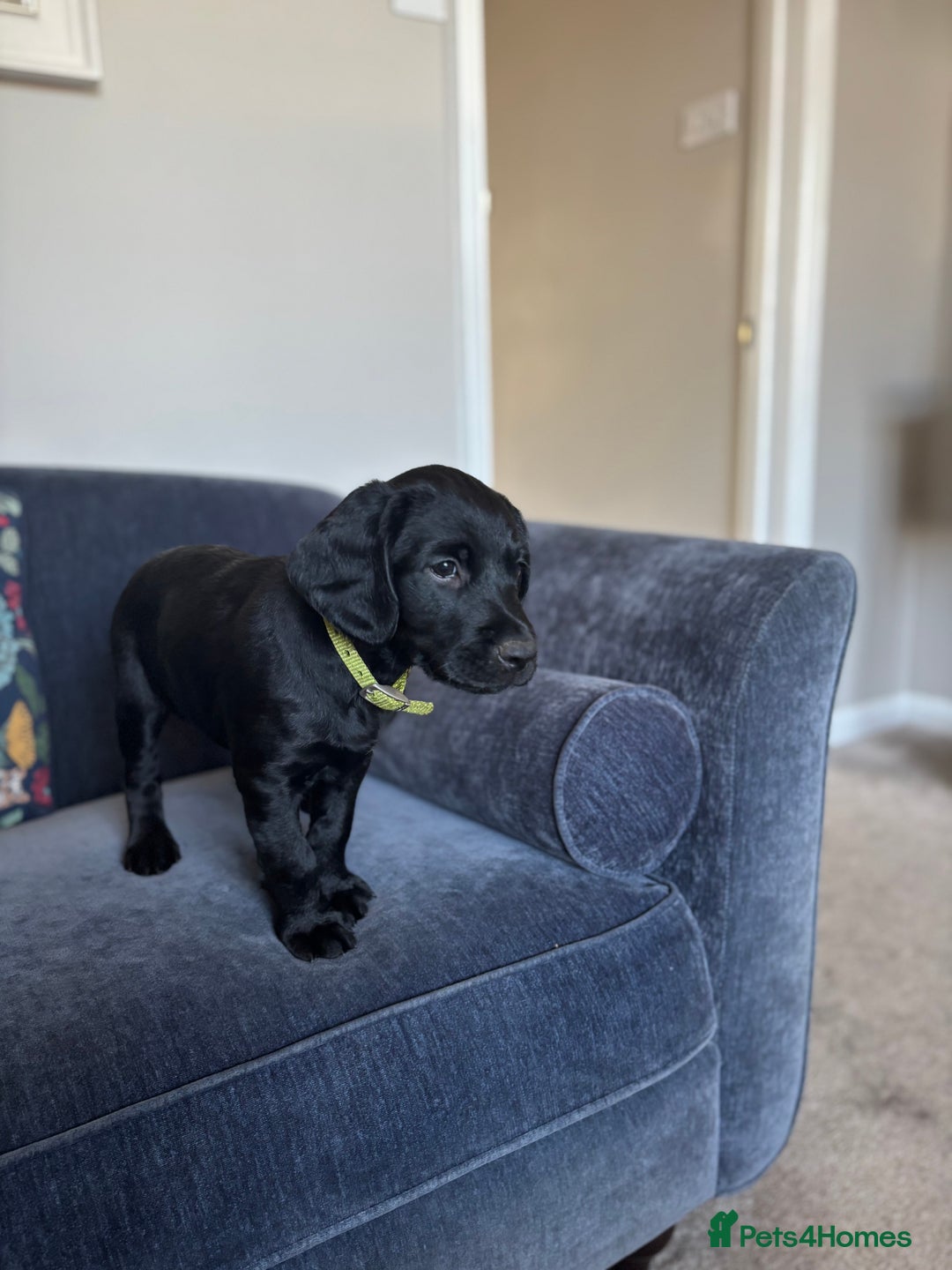 Mixed Breed dogs for sale: Sprockador Puppies  - Image 5