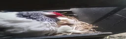 Chickens poultry for sale: Light Sussex Bantams, Bantam hen with 18 chick's  - Advert 2