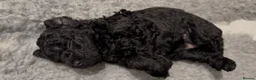 Cockapoo dogs for sale: Black Cockapoo Puppies For Sale - Advert 12