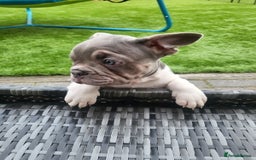 French Bulldog dogs for sale: KC Registered Frenchies ONLY 3 LEFT - Image 6