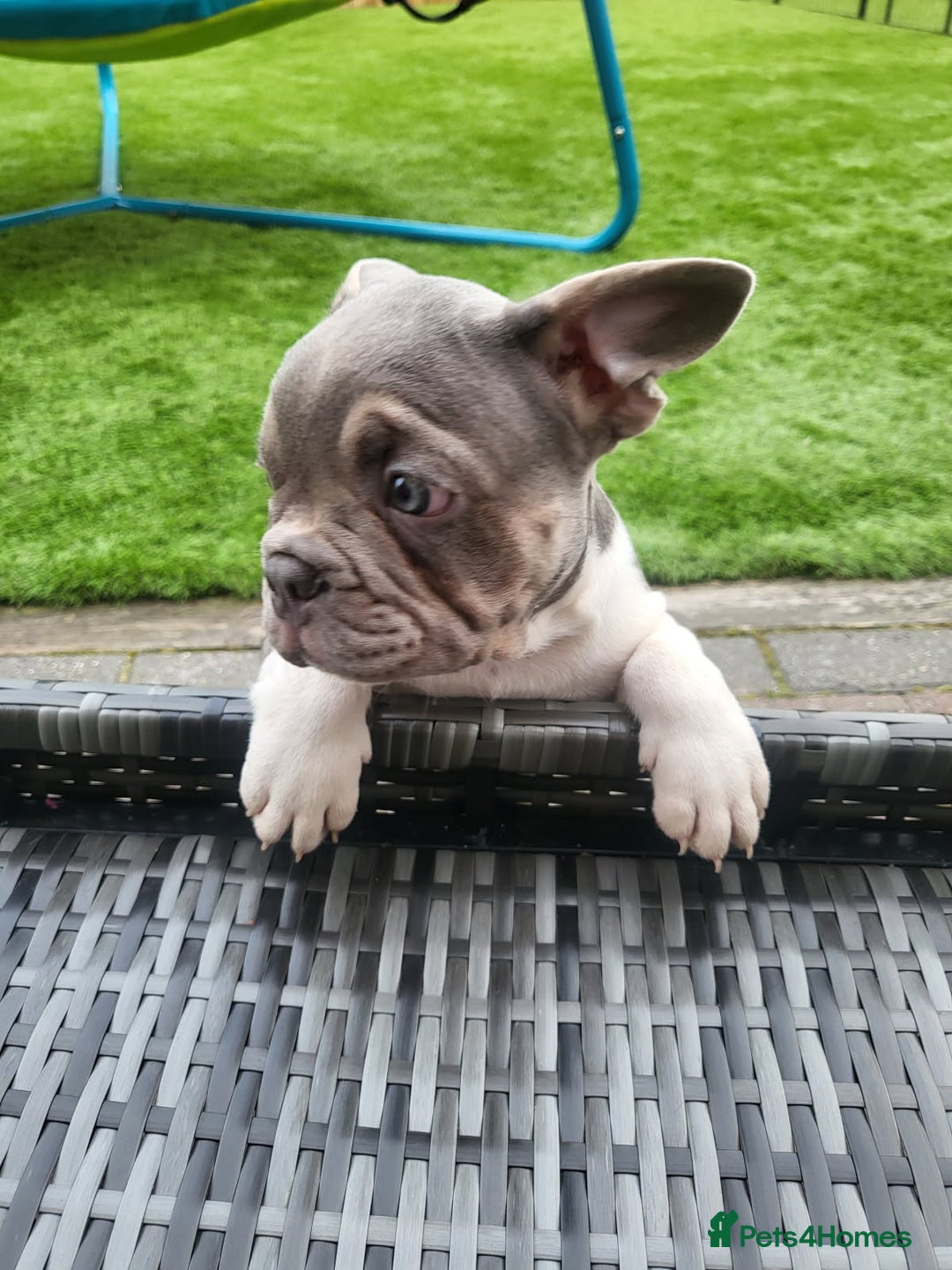 French Bulldog dogs for sale: KC Registered Frenchies ONLY 3 LEFT - Image 6