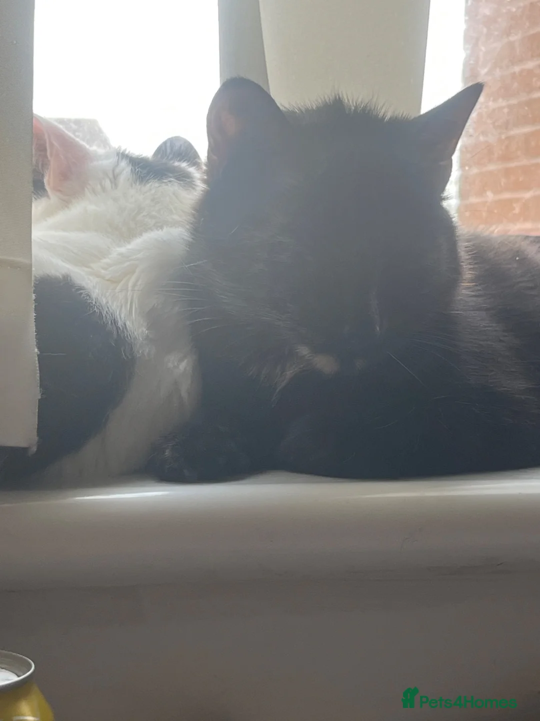 Mixed Breed cats for sale: 2 little Tabby, 1 little black kitten - Advert 2
