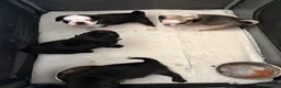 Pug dogs for sale: Stunning panda pugs  - Advert 10