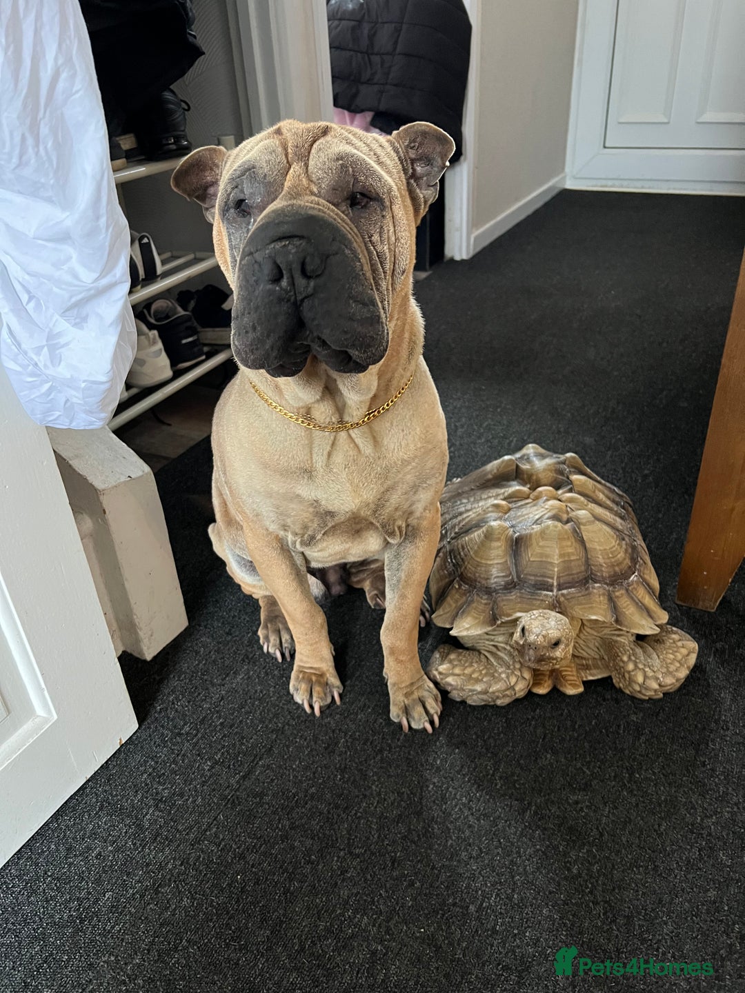 Tortoise reptiles for sale: Two leopards and 1 large Sulcata tortoise  - Image 7