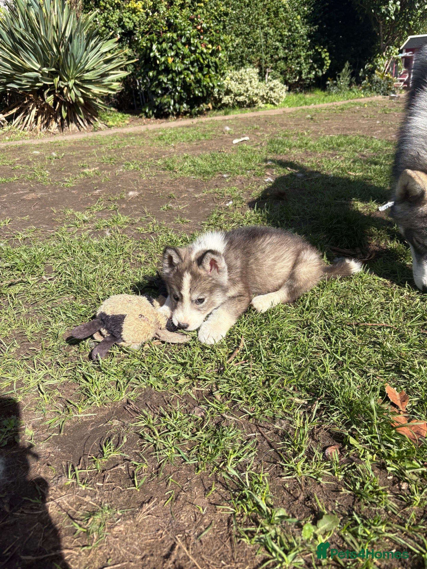 Mixed Breed dogs LAST PUPPY LEFT Samoyed x husky PRICE REDUCED - Advert 8