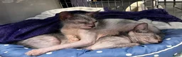 Lykoi cats for sale: LYKOI FULL PEDIGREE GCCF REGISTERED BABIES in Guildford - Advert 3