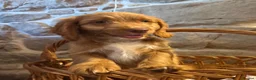 Cockapoo dogs for sale: Beautiful F1 Cockapoo Puppies  - Advert 9