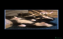 Mixed Breed cats for sale: 😻 Cute kittens. 1 tabby 1 black & 3 black & white - Image 1