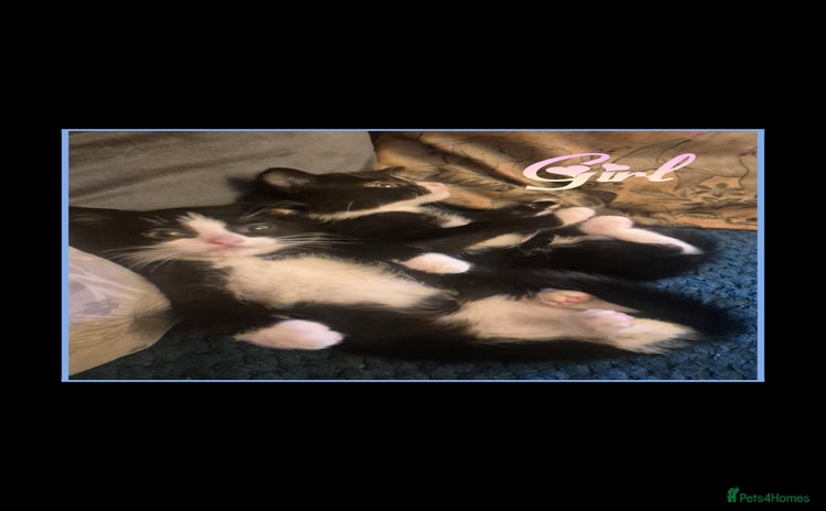 Mixed Breed cats - Advert 5
