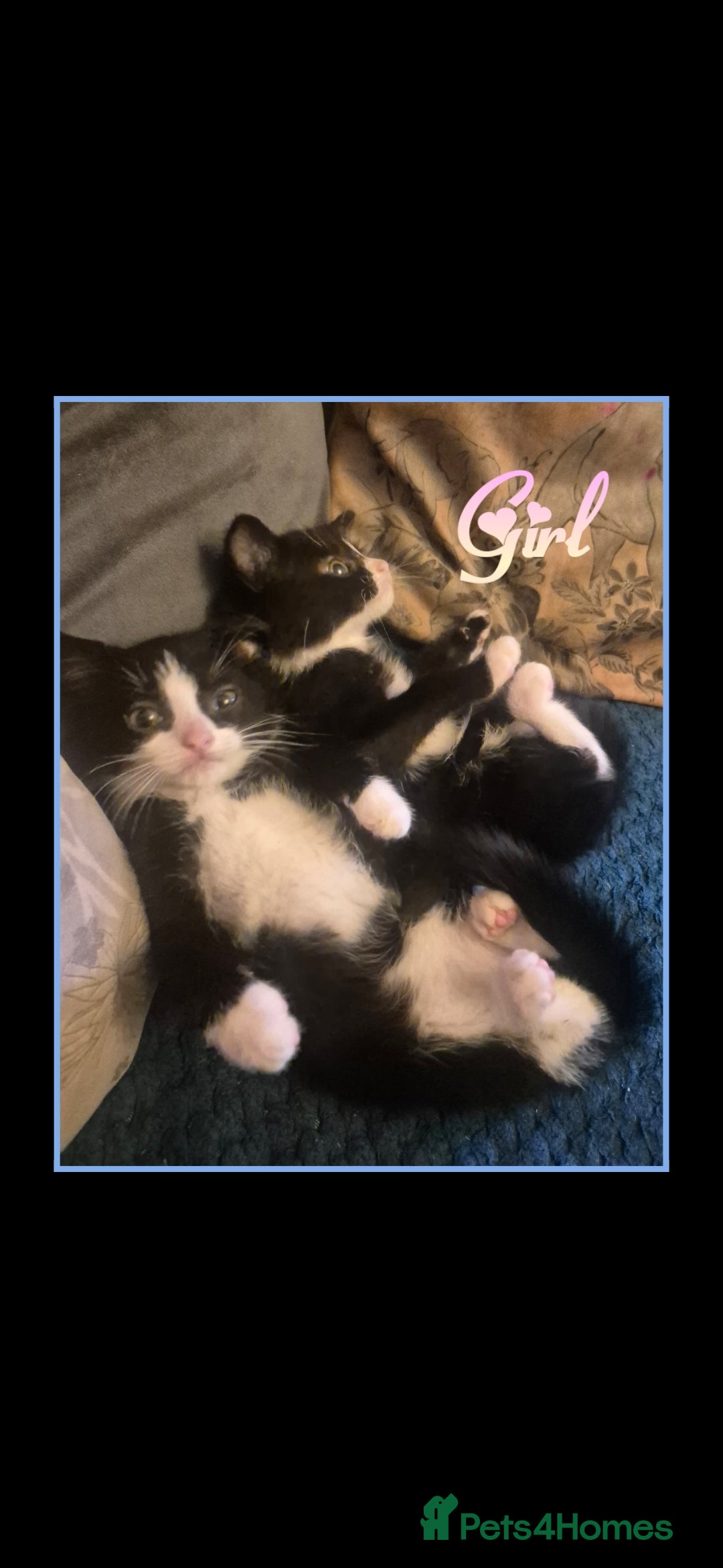 Mixed Breed cats for sale: 😻 Cute kittens. 1 tabby 1 black & 3 black & white - Image 1