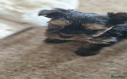Yorkshire Terrier dogs for sale: Hi Mini Yorkshire Terrier for sale - Image 15