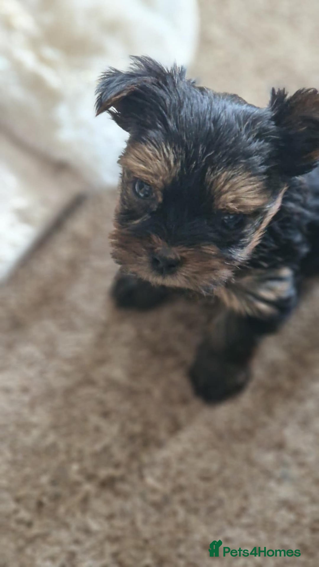 Yorkshire Terrier dogs for sale: Hi Mini Yorkshire Terrier for sale - Image 15