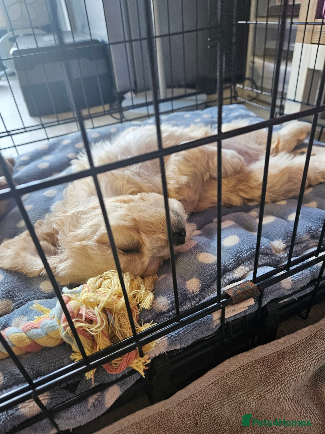 Cockapoo dogs for sale: American cockapoo  - Image 4
