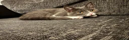 Mixed Breed cats for sale: Sweet kitten - Advert 4