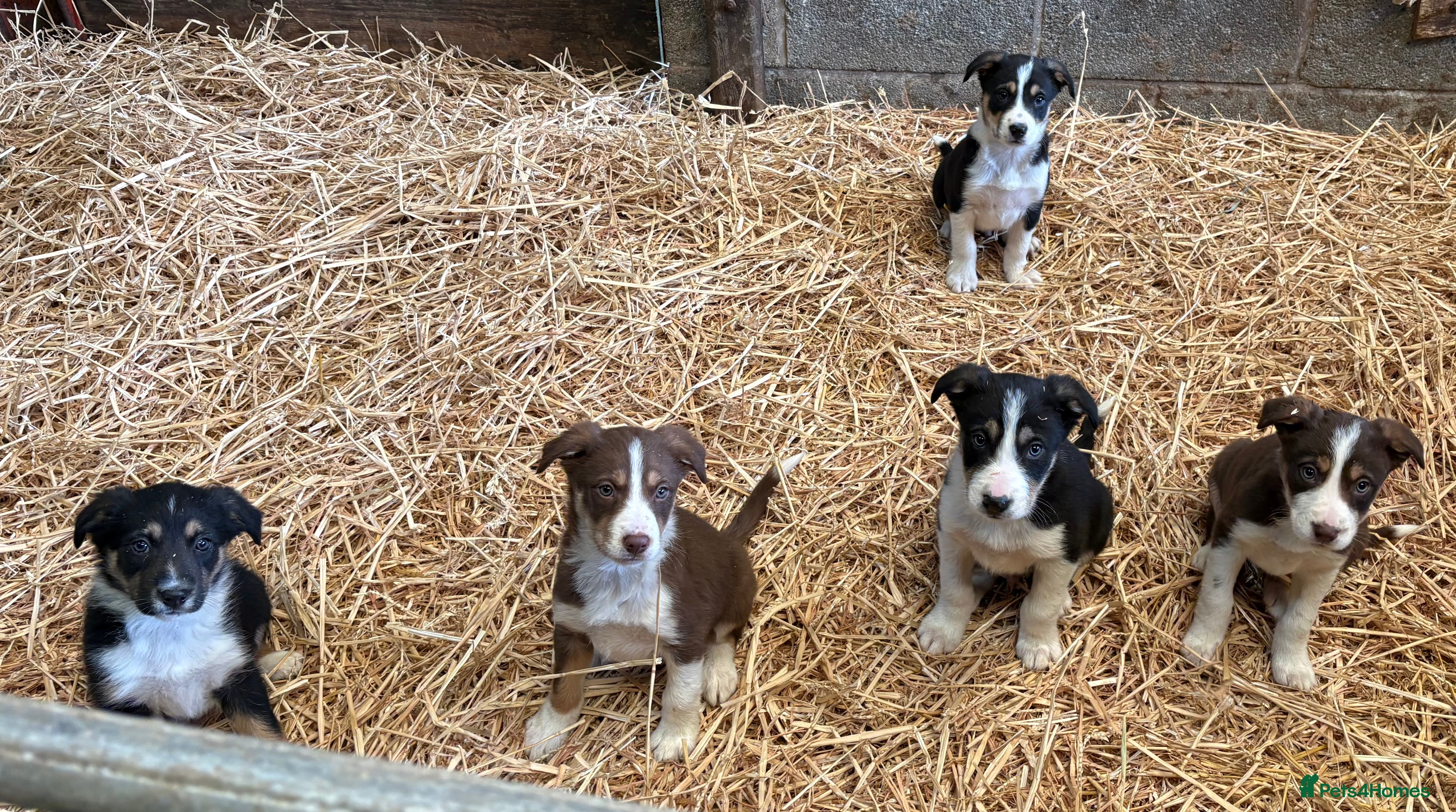 Border Collie dogs Border Collies Tri Coloured - Advert 18