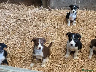 Border Collie dogs Border Collies Tri Coloured - Advert 18