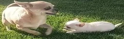 Chihuahua dogs for sale: Miniature  **  Chihuahua (Applehead) in Whitley Bay - Advert 10
