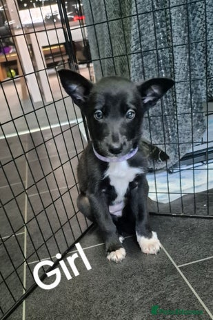 Mixed Breed dogs - Advert 2