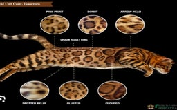 Bengal cats for sale: Bedazzled Early Generation Bengal kittens  - Image 17