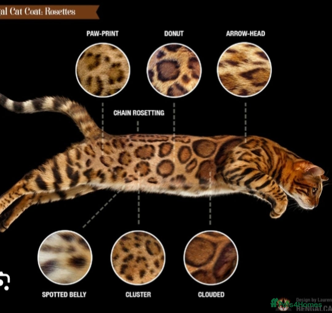 Bengal cats for sale: Bedazzled Early Generation Bengal kittens  - Image 17