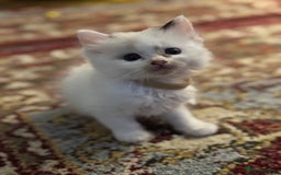 Ragdoll cats for sale: Pure fluffy Ragdoll kittens looking for5 star home - Image 16