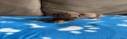 Dachshund dogs for sale: 4 playful dachshund pups  - Advert 6