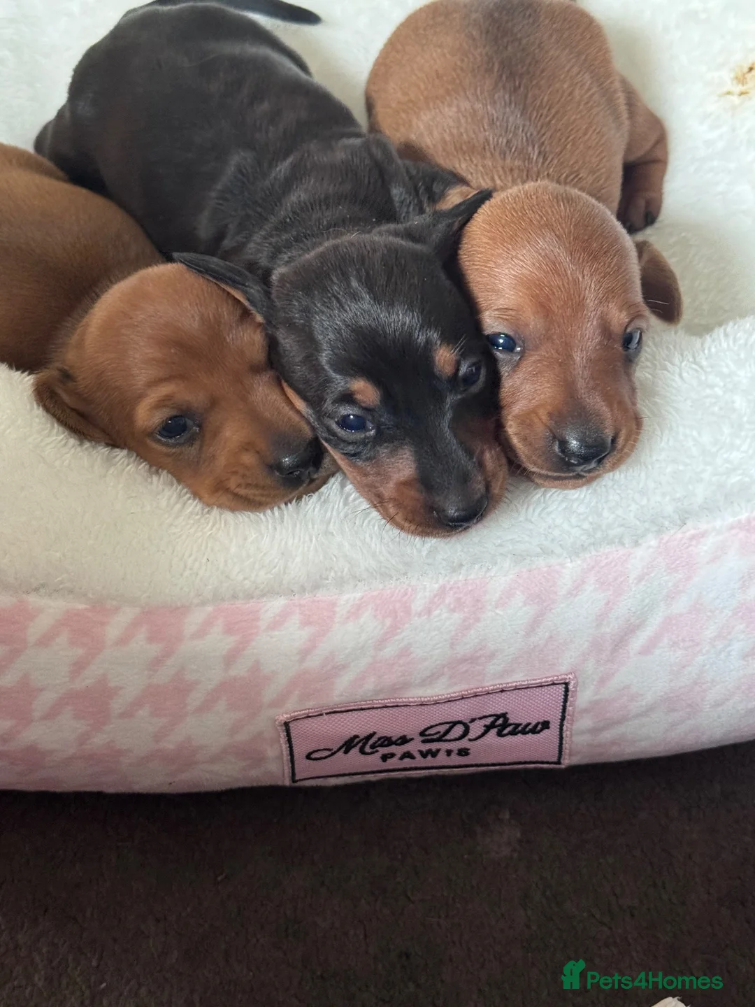 Miniature Dachshund dogs for sale: REDUCED AND READY for their new homes! KC PUPPIES! - Advert 1