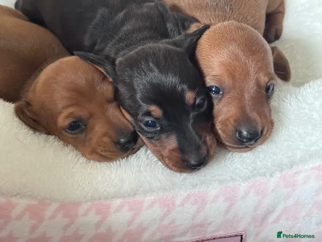 Miniature Dachshund dogs REDUCED AND READY for their new homes! KC PUPPIES! - Advert 10