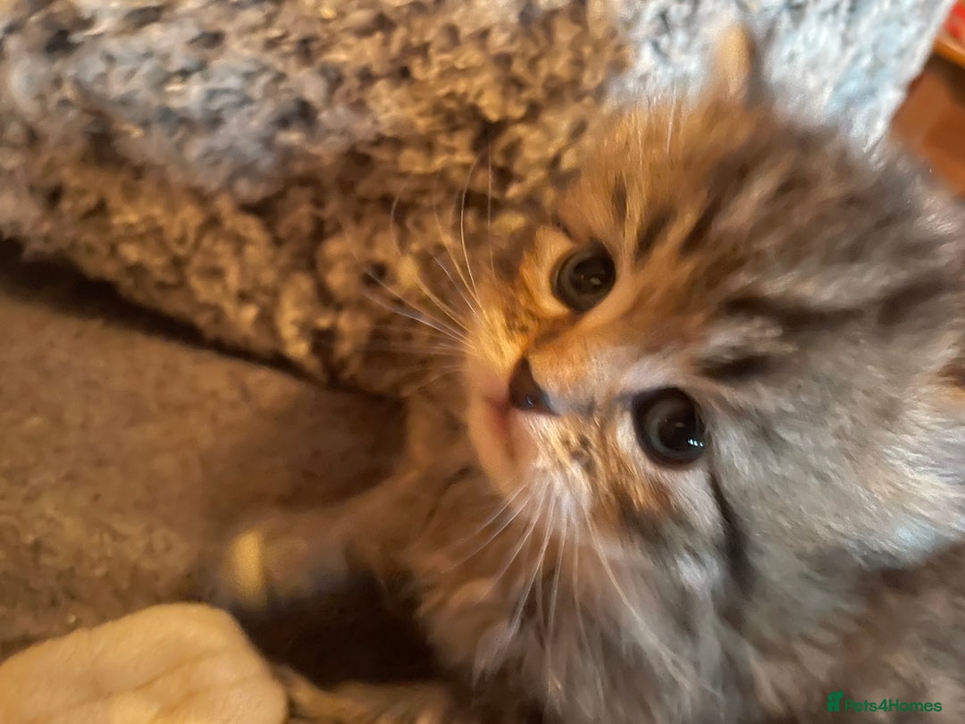 Siberian cats for sale: Ragdoll x Siberian  - Advert 3