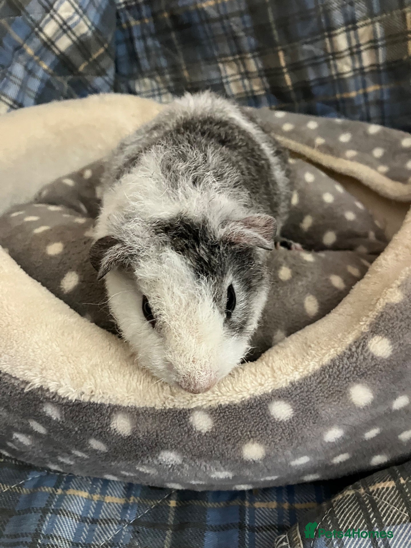 Guinea Pig rodents Lots of lovely baby girls and boys - Advert 15