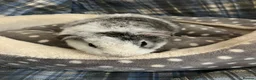 Guinea Pig rodents for sale: Lots of lovely baby girls and boys - Advert 1