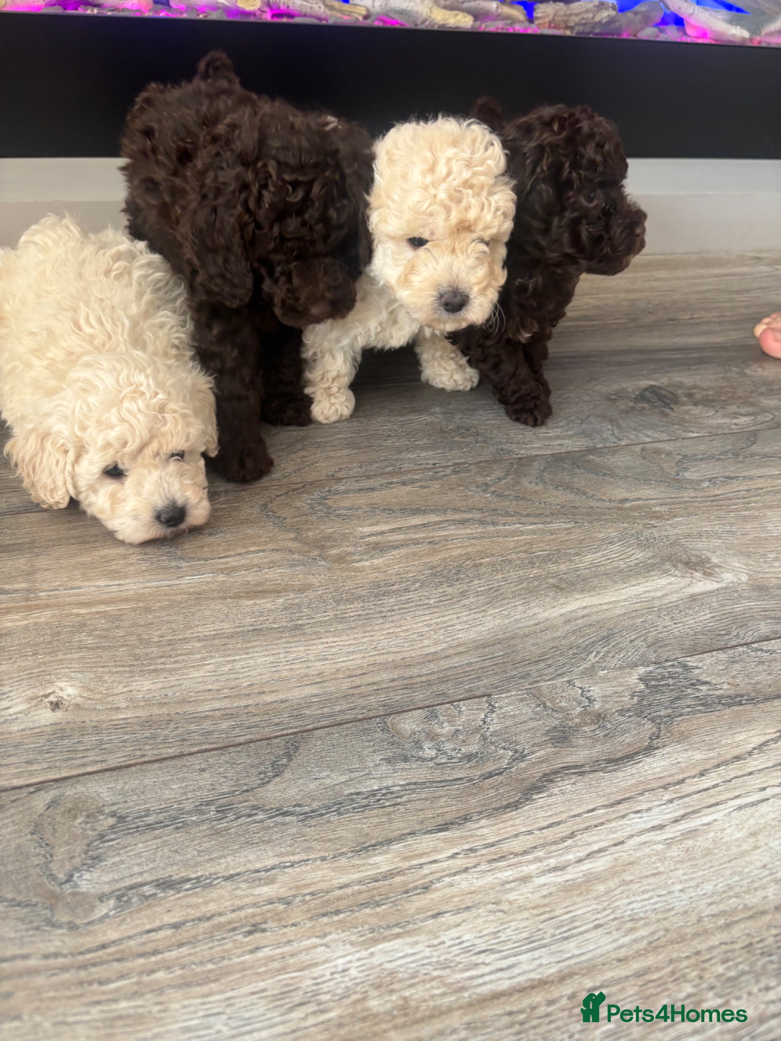 Toy Poodle dogs Stunning toy poodles  - Advert 1