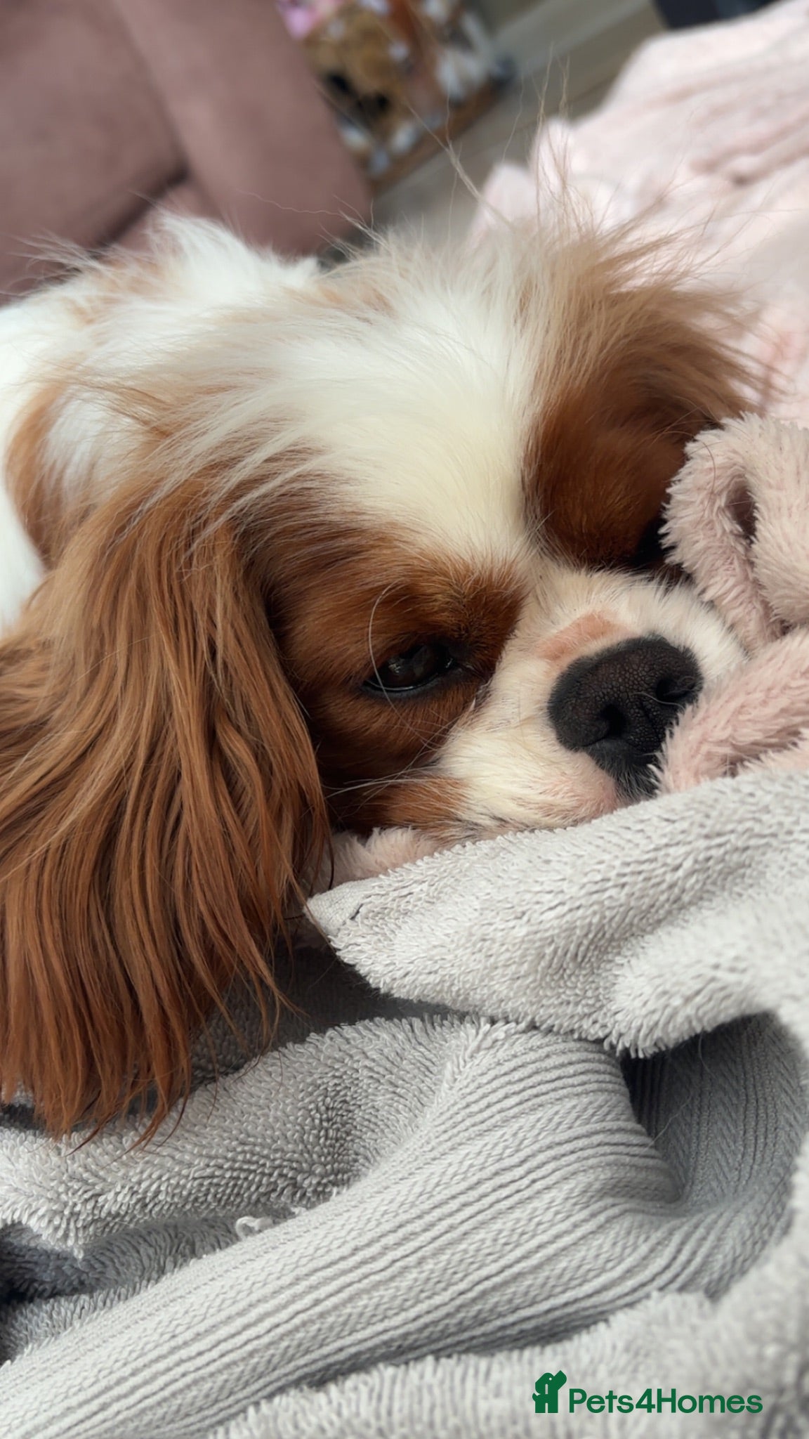 Cavalier King Charles Spaniel dogs Spayed female available  - Advert 17