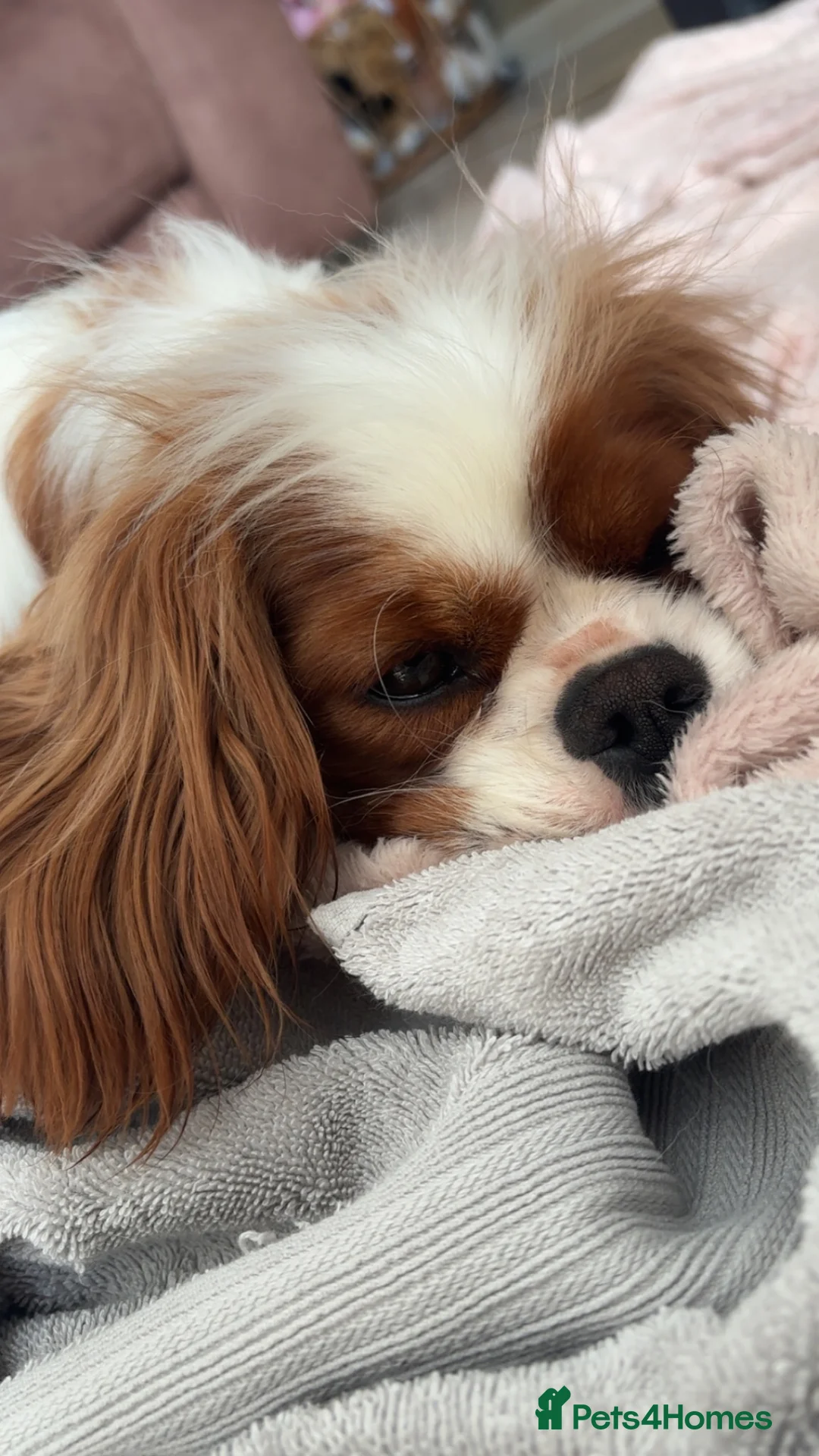 Cavalier King Charles Spaniel dogs for sale: Spayed female available  in Banbury - Advert 1