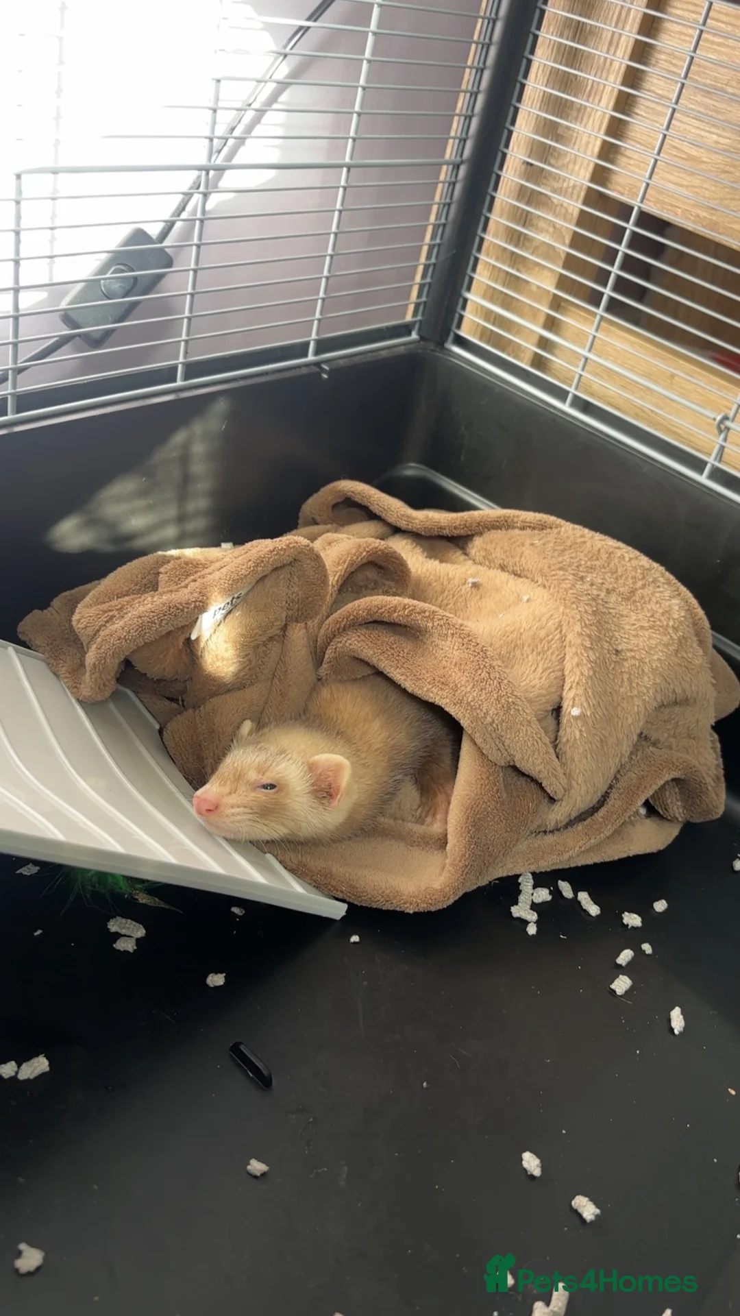 Ferret rodents for sale: ferret for sale under a year old. price negotiable - Advert 4