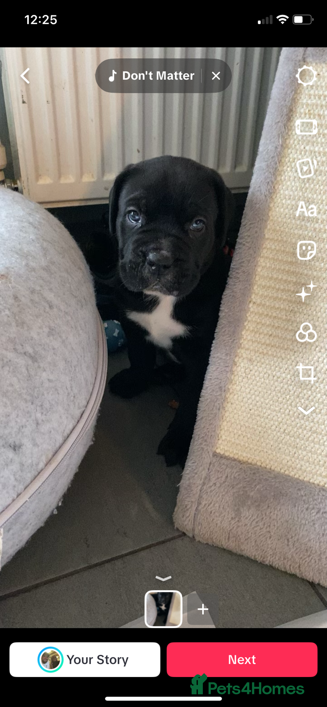 Cane Corso dogs for sale: 2 big cane Corso girls left ! Ready to go now  - Advert 11