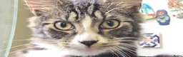 Mixed Breed cats for sale: Two boys needing a home  - Advert 7